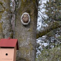 Design Toscano Octavius Knothole Owl Tree Statue & Reviews | Wayfair